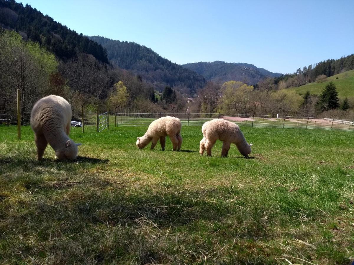 Ferienwohnungen Schwabenhof Schramberg Kültér fotó