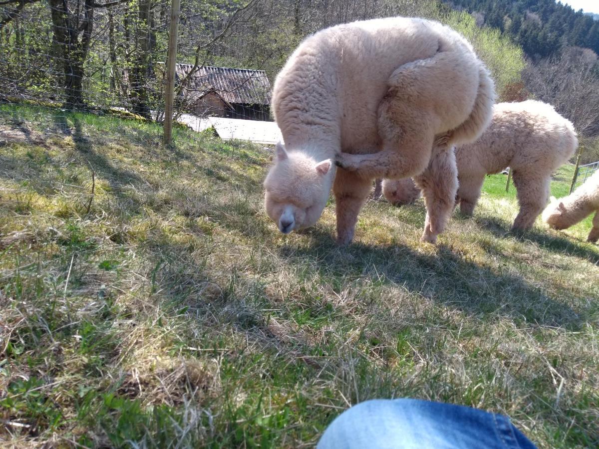 Ferienwohnungen Schwabenhof Schramberg Kültér fotó